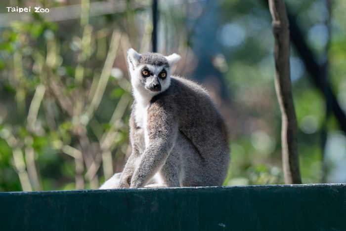 陽光下的跳躍課程——臺北市立動物園狐猴新家正式啟用，孩子與狐猴一起學習探索